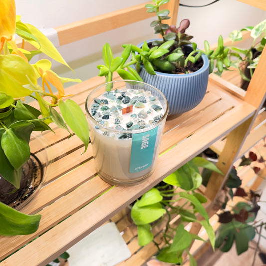 Overhead view of sage crystal candle with wooden wick among green houseplants on a shelf