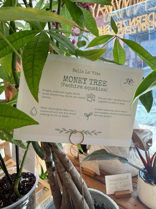 Money Tree
